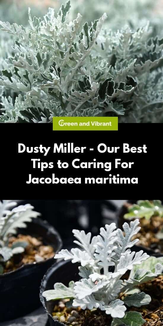 Dusty Miller - Our Best Tips to Caring For Jacobaea maritima